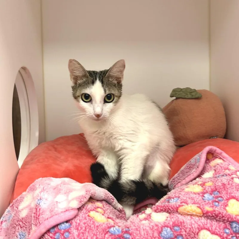 A young small-sized female Gray / Blue / Silver Domestic Short Hair cat named Carey for adoption in West Palm Beach, FL
