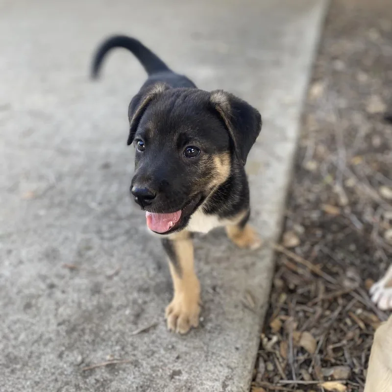A baby medium-sized male Black Shepherd dog named Hogwarts for adoption in Escondido, CA