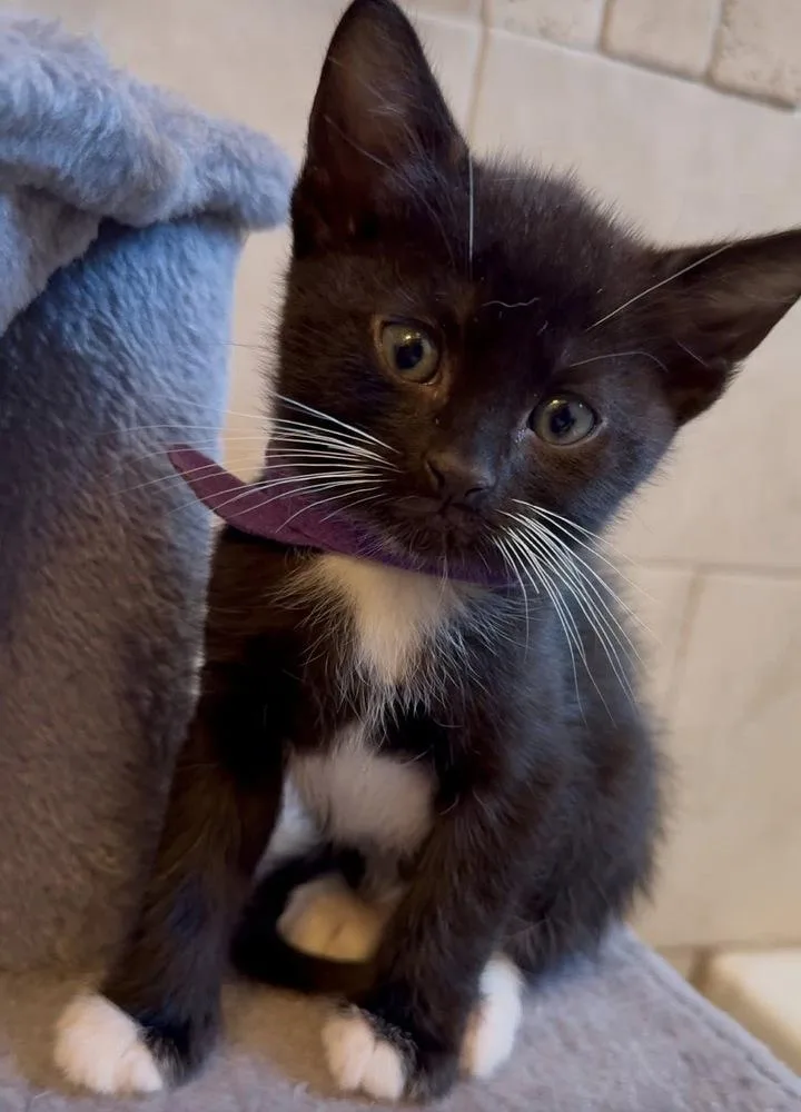 A baby small-sized male Black & White / Tuxedo Domestic Short Hair cat named Asher for adoption in Brandon, FL