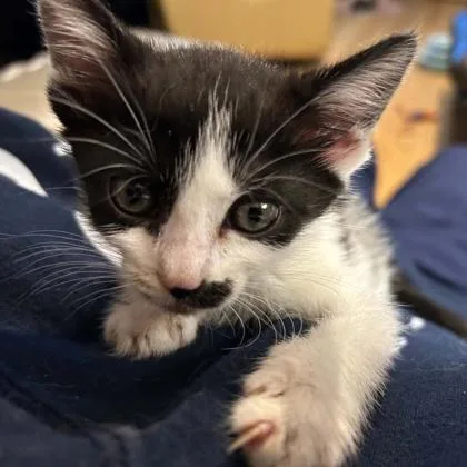 A baby small-sized female Domestic Short Hair cat named Cow for adoption in Janesville, WI