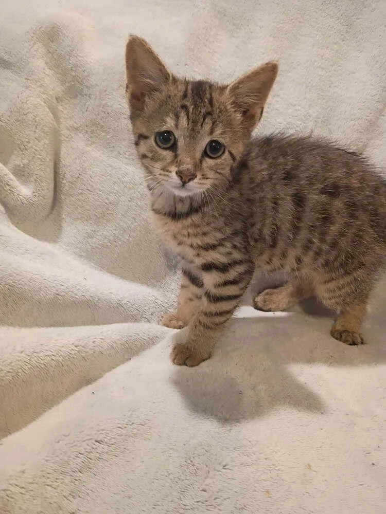 A baby small-sized male Gray / Blue / Silver Domestic Short Hair cat named Rickie for adoption in Metamora, IL