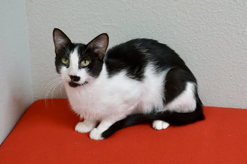 An adult medium-sized female Domestic Short Hair cat named Genevieve for adoption in Fountain Hills, AZ