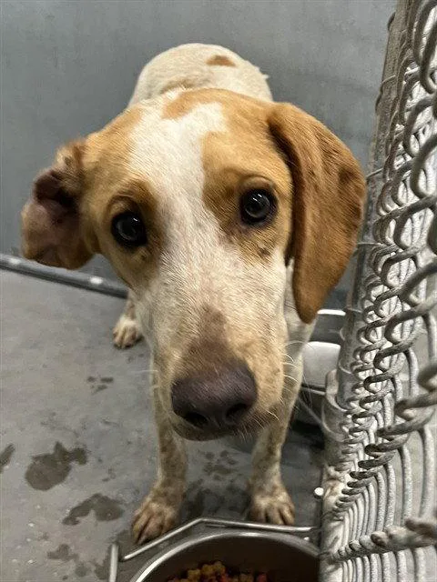 A young large-sized male English Coonhound dog named Ray for adoption in Tavares, FL