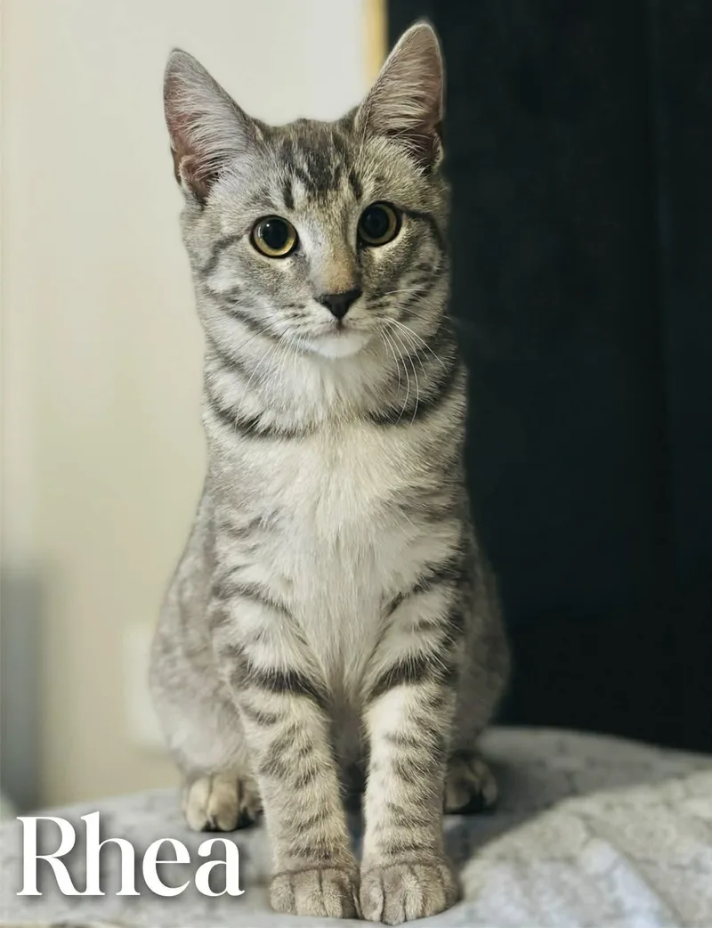 A young medium-sized female Domestic Short Hair cat named Rhea for adoption in Mansfield, TX