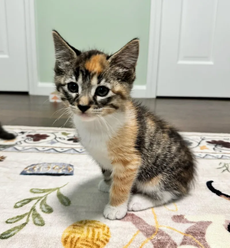 A baby medium-sized female Domestic Short Hair cat named Holly Berry & Mulberry for adoption in Medfield, MA