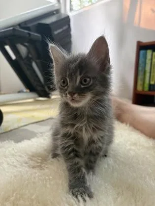 A baby small-sized male Domestic Short Hair cat named Beau for adoption in Washington, DC