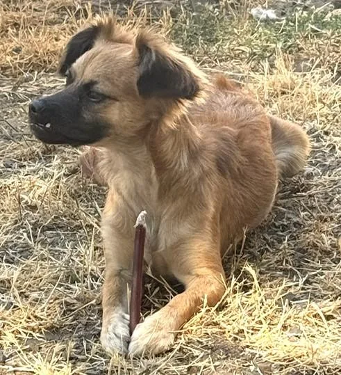 A young small-sized female Chihuahua dog named Mimi for adoption in Santa Rosa, CA