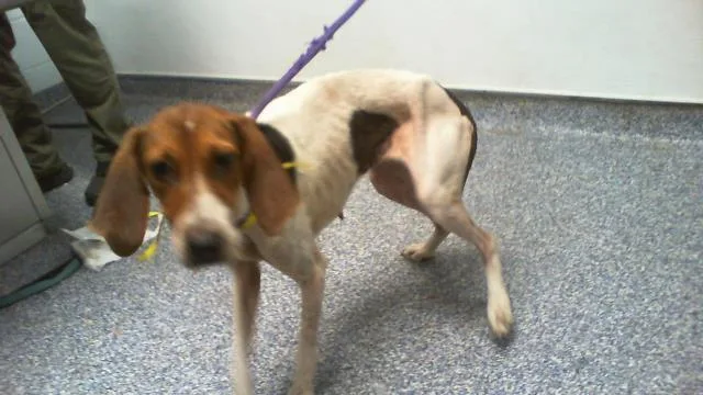 A young medium-sized female Treeing Walker Coonhound dog named Astraea for adoption in Charlotte, NC
