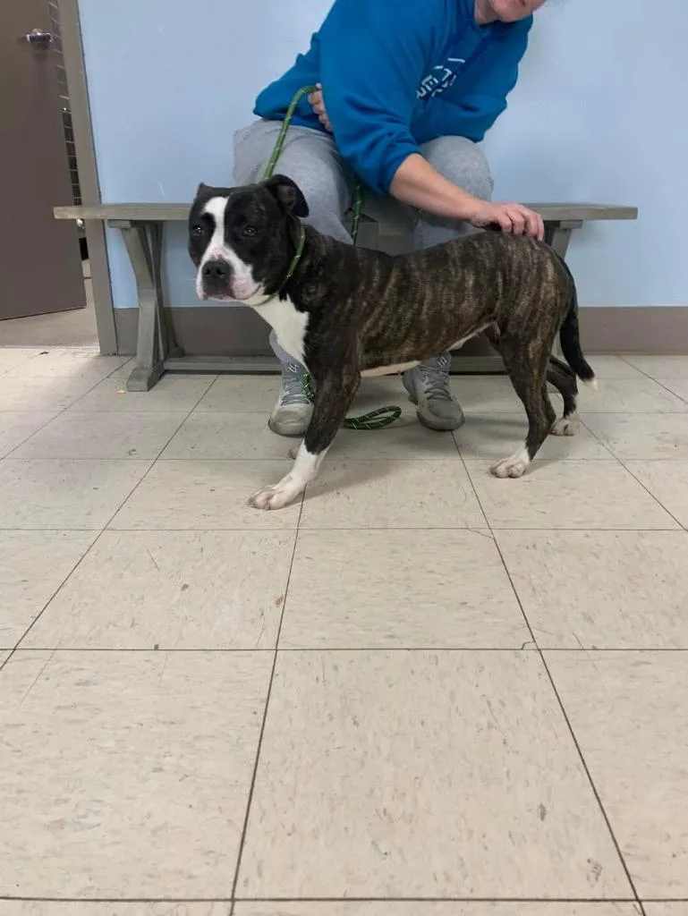A young medium-sized female Mixed Breed dog named Maggie for adoption in New Manchester, WV