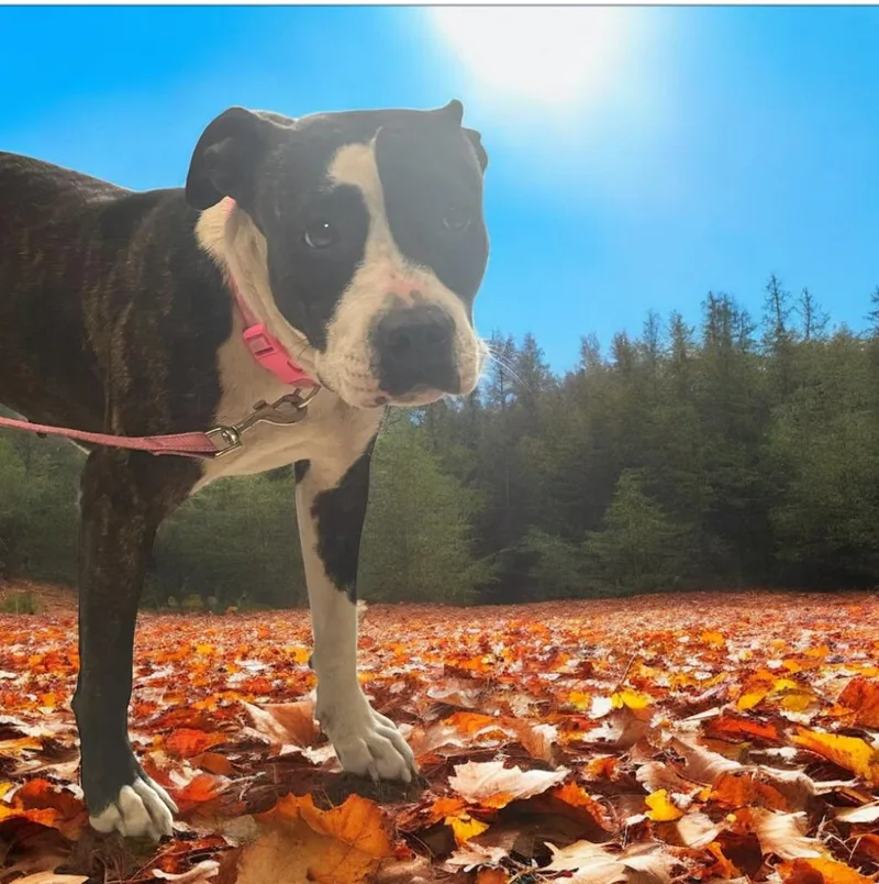 Maggie thumbnail 3