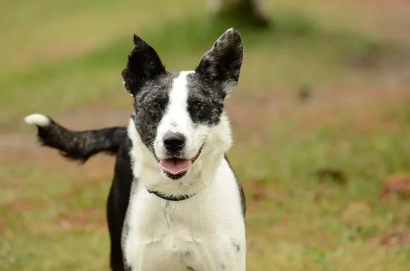 An adult medium-sized female Australian Shepherd dog named Jojo for adoption in Brick, NJ