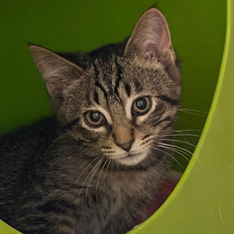 A baby small-sized male Brown / Chocolate Domestic Short Hair cat named Benny for adoption in Waukesha, WI