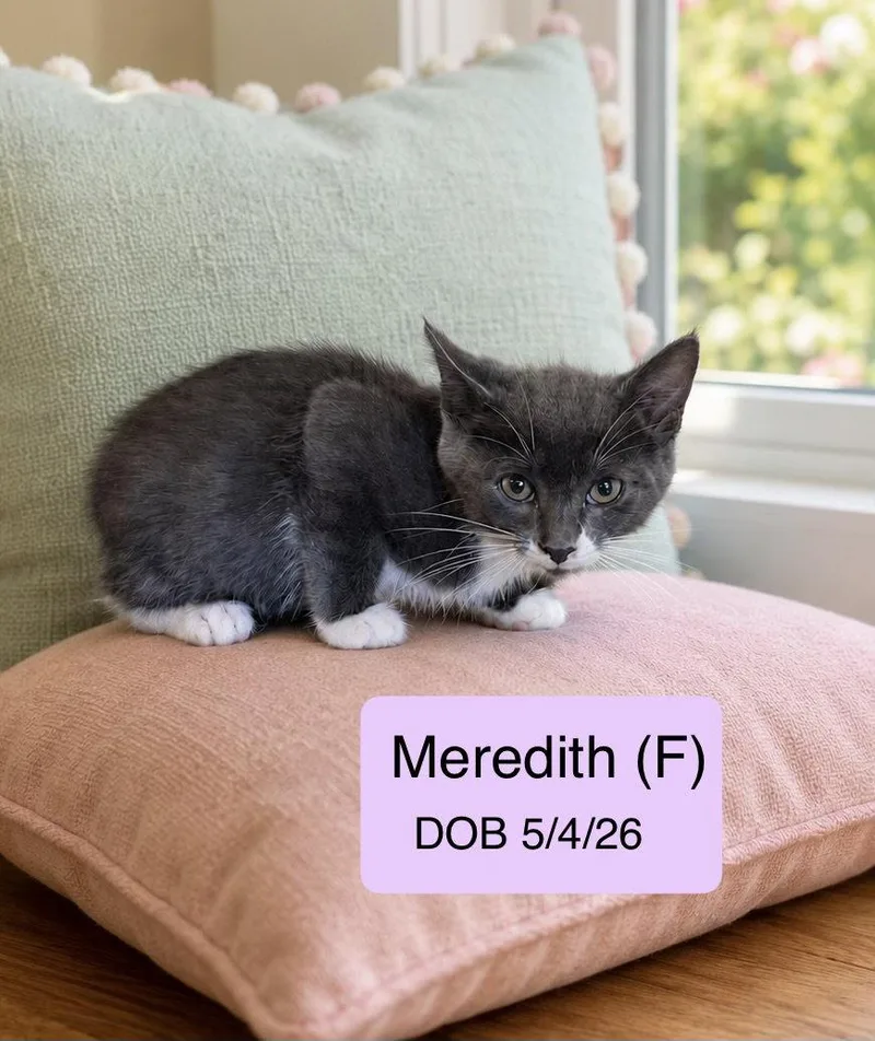 A baby medium-sized male Gray & White Domestic Short Hair cat named Marty for adoption in Vacaville, CA