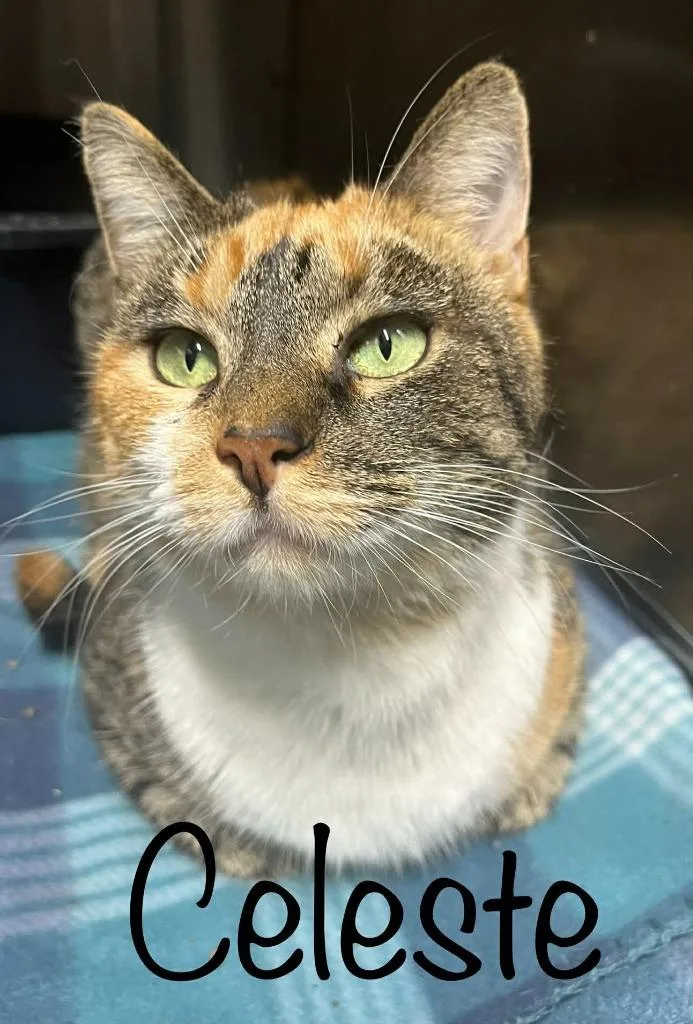 Celeste