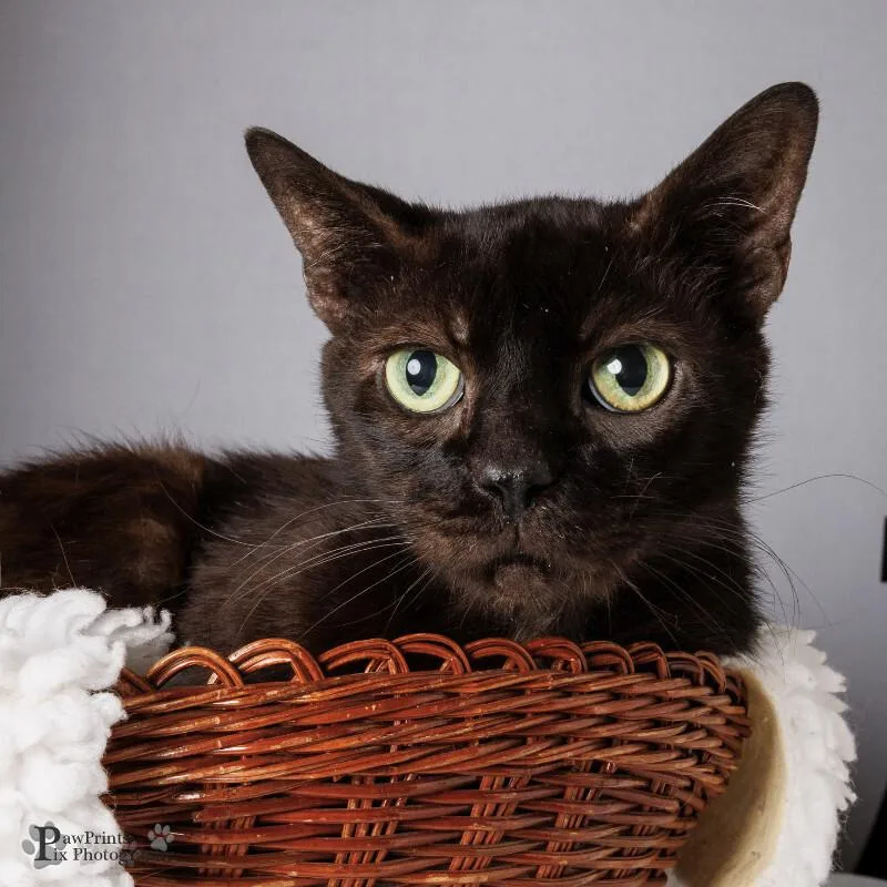 An adult medium-sized male Black Domestic Short Hair cat named Beegerah for adoption in Maryville, TN