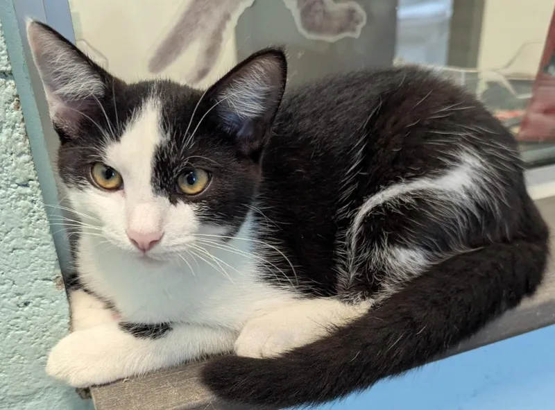 A baby small-sized male Domestic Short Hair cat named Cannoli for adoption in Cape Coral, FL