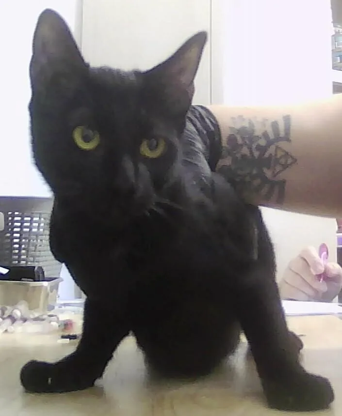 A baby medium-sized female Black Domestic Short Hair cat named WooWoo for adoption in Anoka, MN