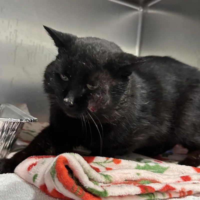 An adult medium-sized male Black Domestic Short Hair cat named Kurai for adoption in Matteson, IL
