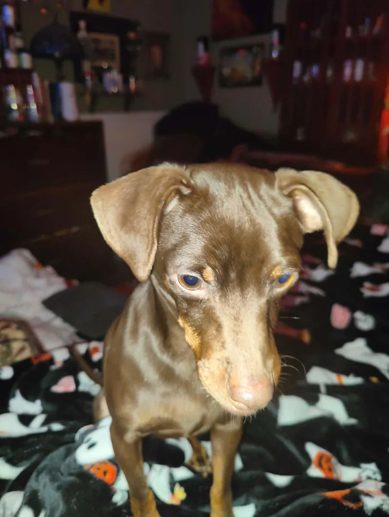 Chocotaco thumbnail 2