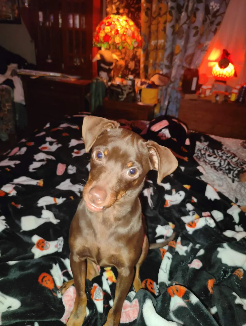 Chocotaco thumbnail 3