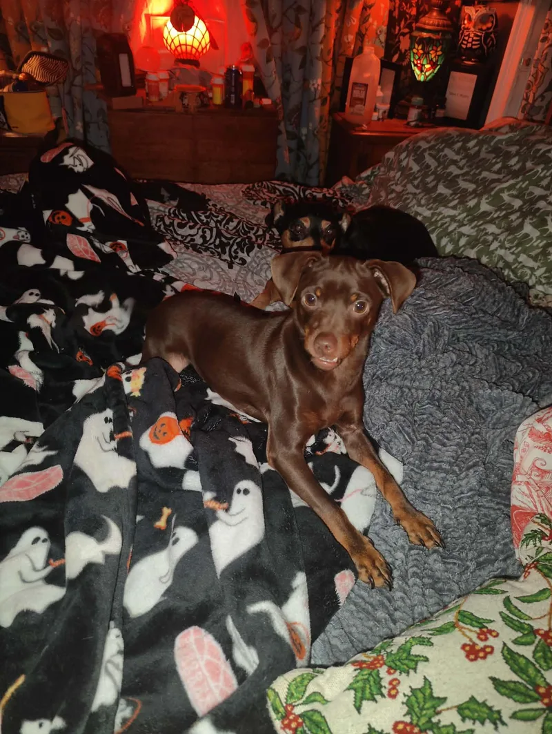 Chocotaco thumbnail 4