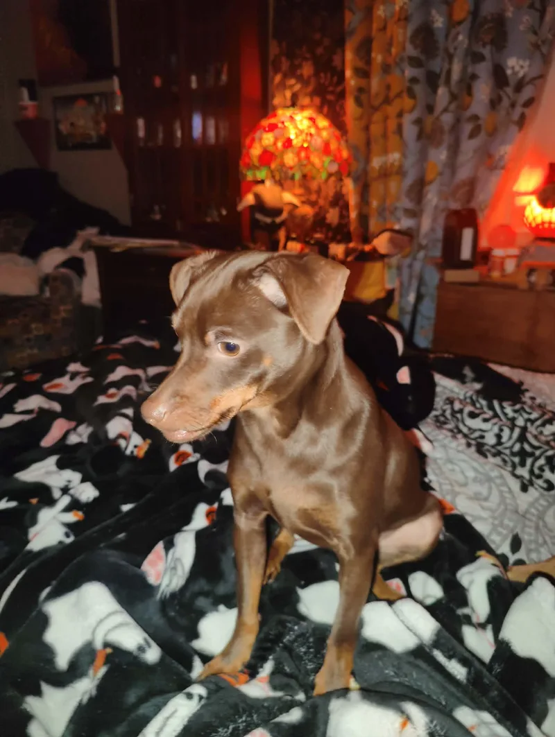 Chocotaco thumbnail 5