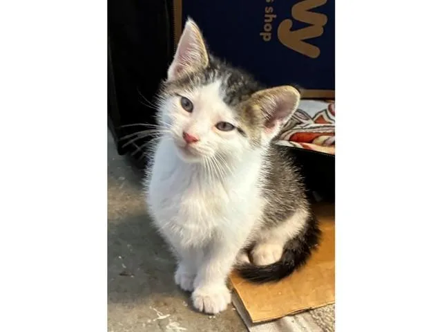 A baby small-sized male Domestic Short Hair cat named Maxee for adoption in Fort Wayne, IN