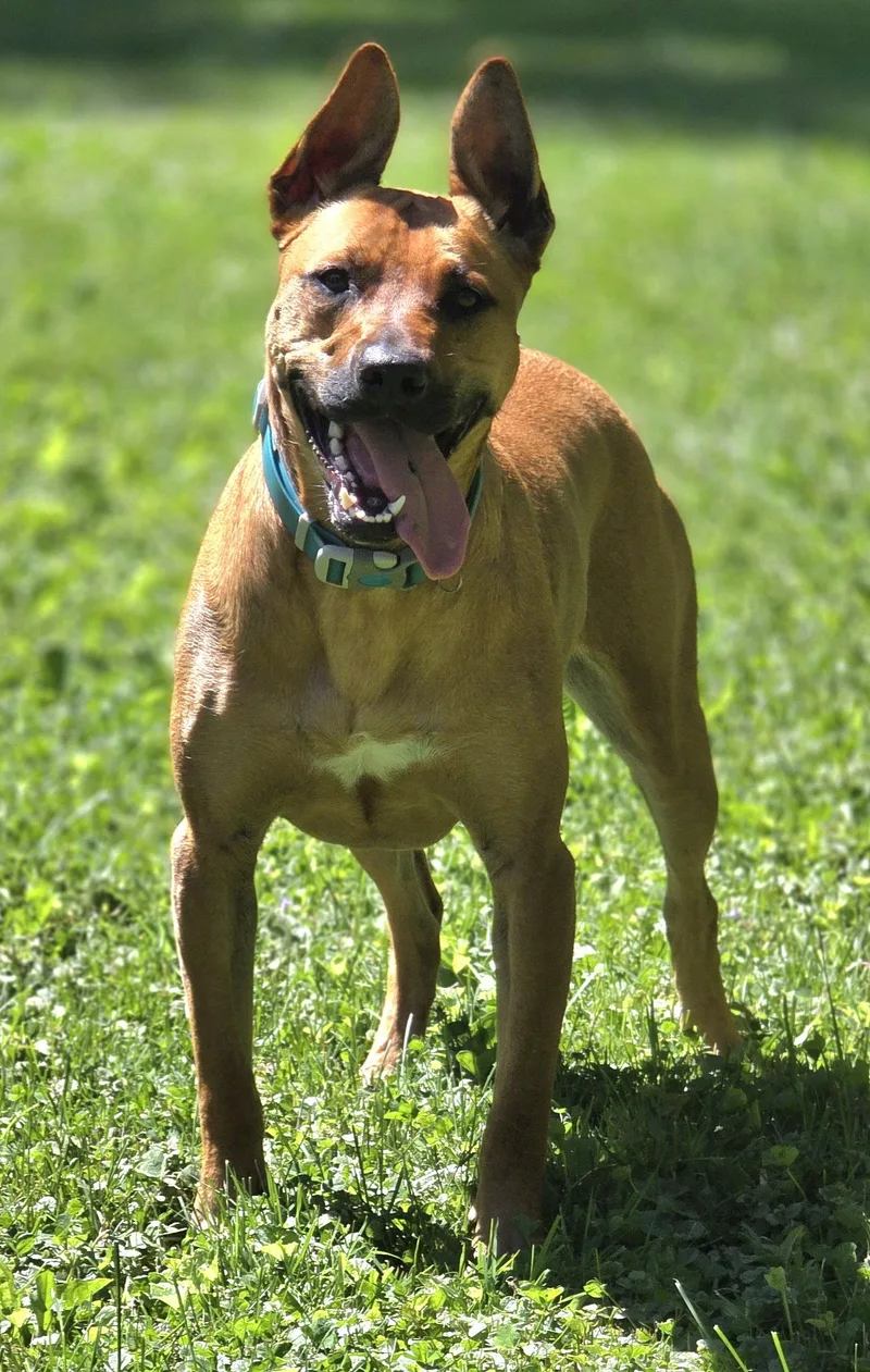 A baby large-sized female Pit Bull Terrier dog named Olivia for adoption in Oxford, MI