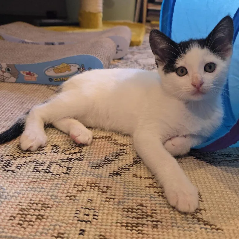 A baby small-sized male Black Domestic Short Hair cat named Robin for adoption in Los Angeles, CA
