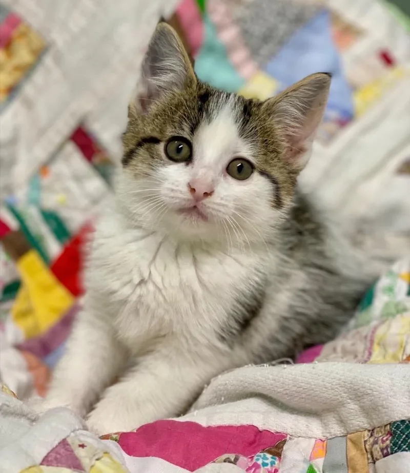 A baby large-sized female Domestic Short Hair cat named Lyric for adoption in Decorah, IA