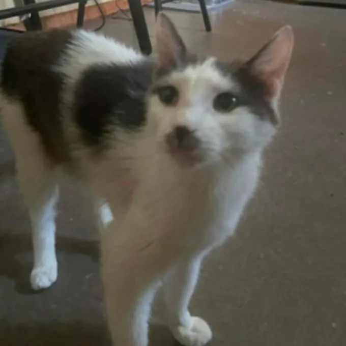 A young medium-sized female White Domestic Short Hair cat named Priscilla for adoption in Warr Acres, OK