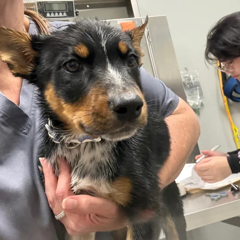 A baby medium-sized female White / Cream Australian Cattle Dog / Blue Heeler dog named Adidas for adoption in Normal, IL