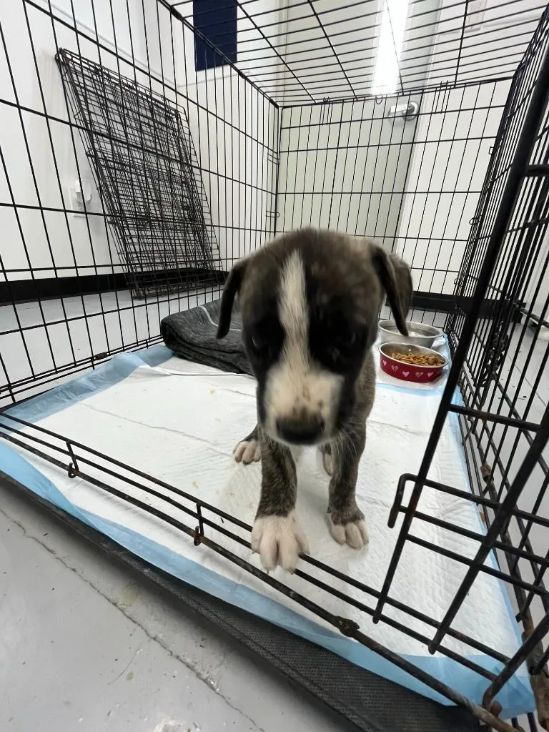 A baby medium-sized male Boxer dog named Hercules for adoption in McFarland, CA