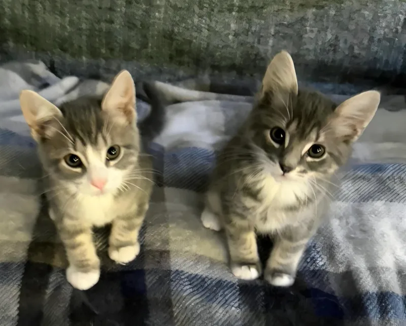 A baby medium-sized male Tabby (Gray / Blue / Silver) Domestic Short Hair cat named Possum & Otter for adoption in Mansfield Center, CT