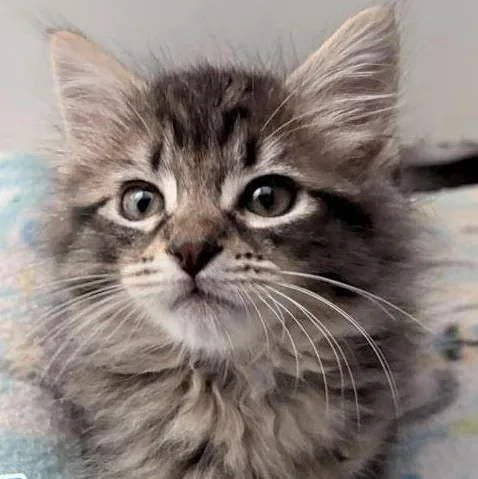 A baby small-sized male Domestic Medium Hair cat named Albert for adoption in Houston, TX