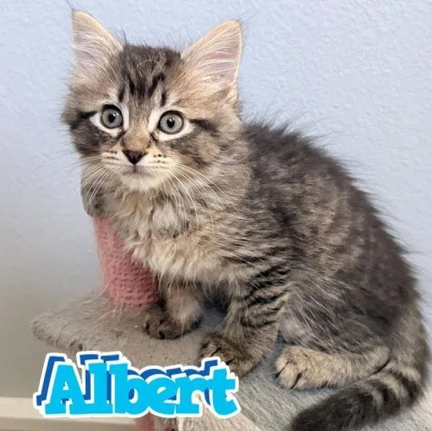 Albert thumbnail 2