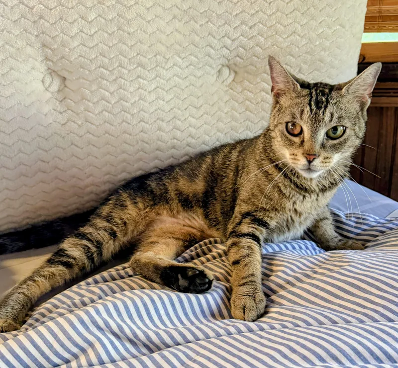 A young medium-sized female Tabby (Buff / Tan / Fawn) Domestic Short Hair cat named Hazelnut for adoption in Ridgewood, NY