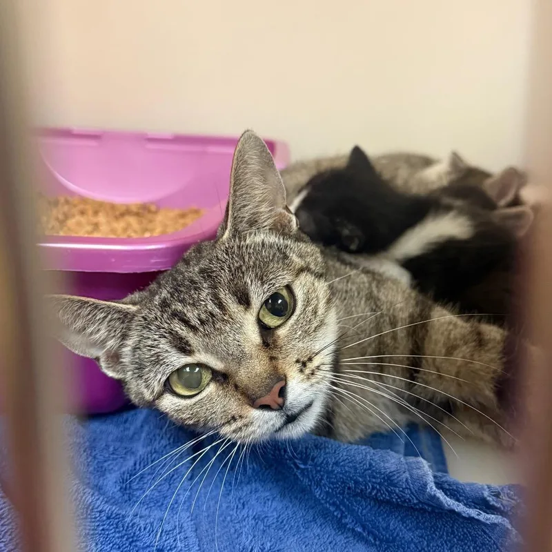 A young medium-sized female Gray / Blue / Silver Domestic Short Hair cat named Helen for adoption in Naples, FL