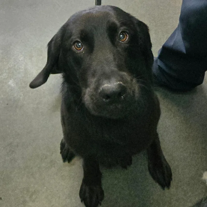 A young medium-sized male Black Labrador Retriever dog named BCStray for adoption in Idaho Falls, ID