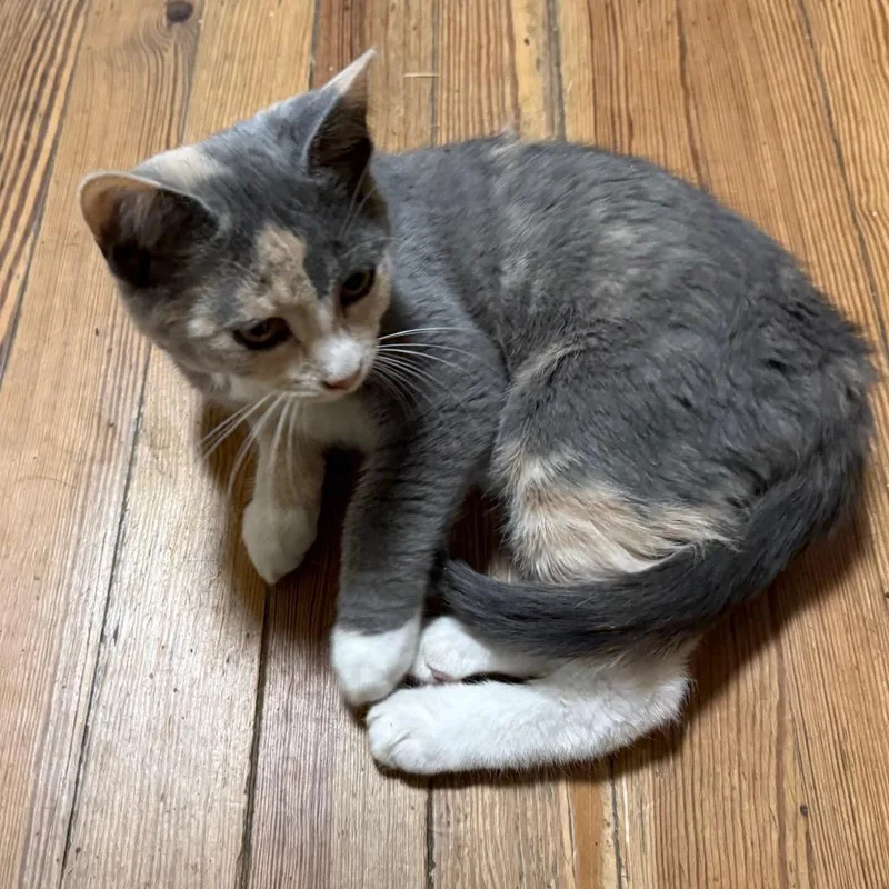 A baby small-sized female Calico Domestic Short Hair cat named Alexa for adoption in Potomac, MD
