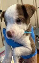 A baby large-sized male Australian Cattle Dog / Blue Heeler dog named Pilsner for adoption in Newport, KY