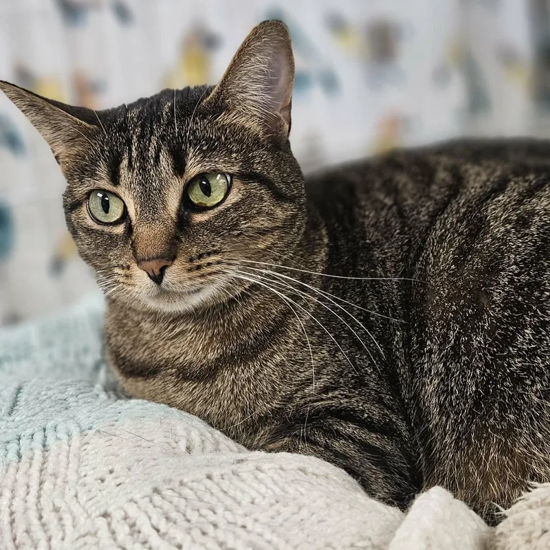 An adult medium-sized female Tabby (Brown / Chocolate) Domestic Short Hair cat named Sammy for adoption in Wapakoneta, OH