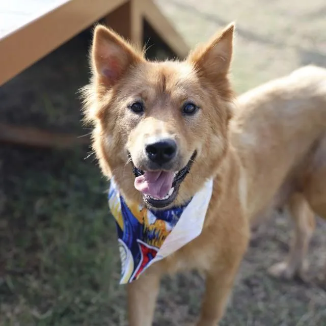 A young medium-sized female Collie dog named Misty for adoption in San Antonio, TX