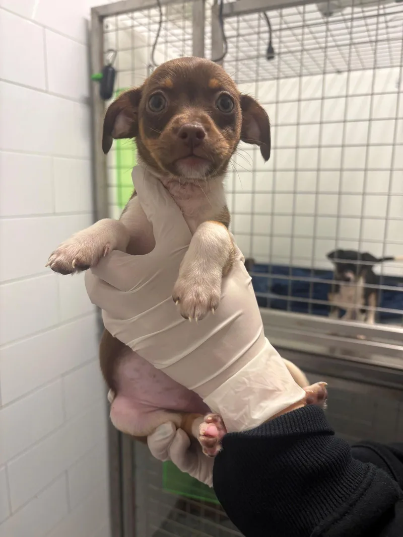 A baby small-sized female Dachshund dog named Chimera for adoption in Austin, TX