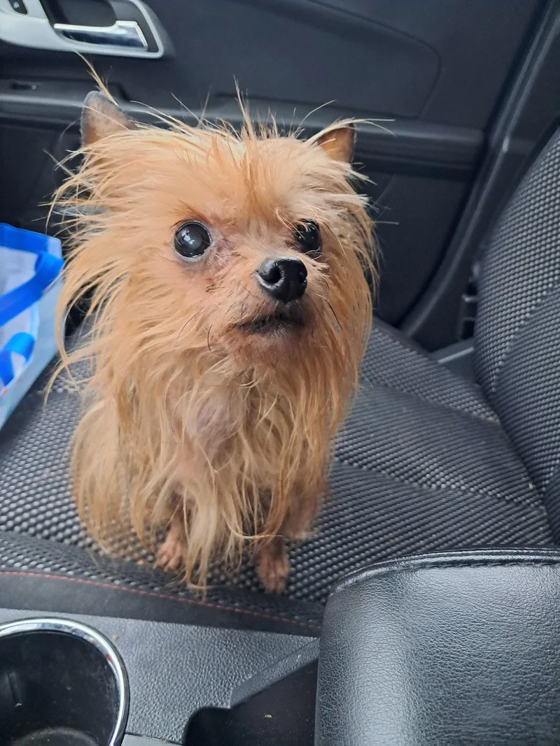 A senior small-sized female Yorkshire Terrier dog named Tinkerbell for adoption in Mukwonago, WI