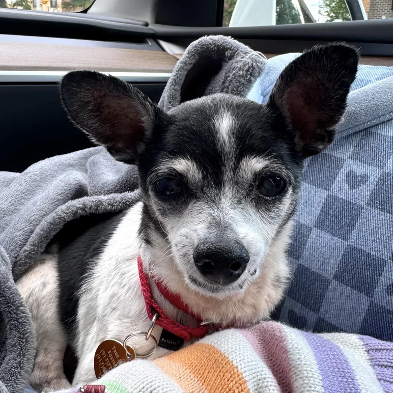 A senior small-sized female Black Chihuahua dog named Pixie for adoption in Brooklyn, NY