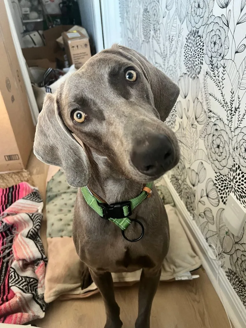 A young large-sized male Gray / Blue / Silver Weimaraner dog named Blu for adoption in Austin, TX