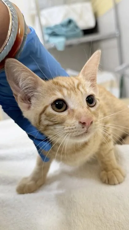 A baby small-sized female Domestic Short Hair cat named Caroline for adoption in Honolulu, HI