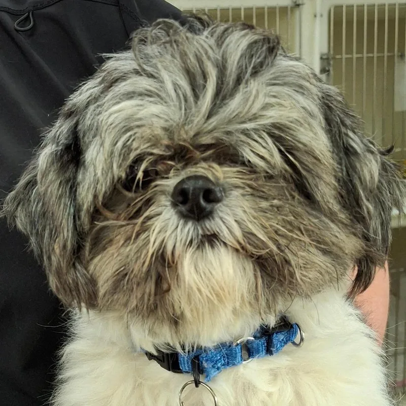 An adult small-sized female Black Shih Tzu dog named Bella for adoption in Zanesville, OH