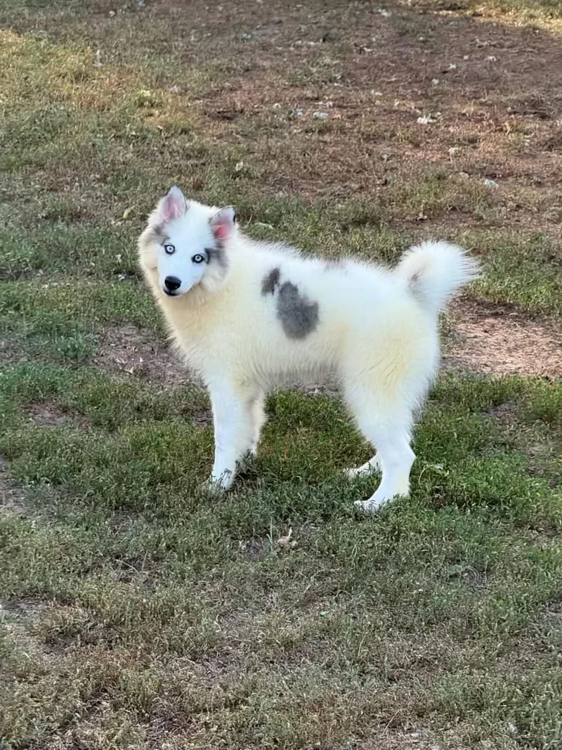 Simon